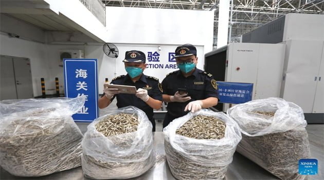 Kenya’dan hamsi ithalatına başladı