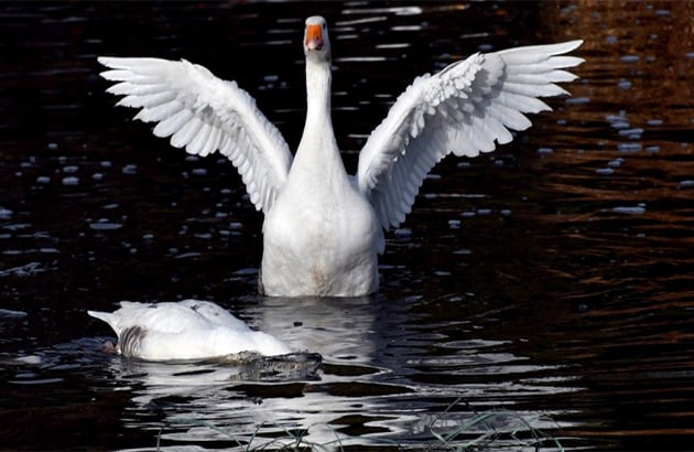 Kars ve Ardahan’dan Gelen Lezzet